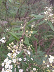 Olearia lirata