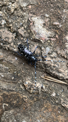 Anoplophora glabripennis