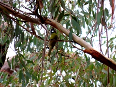 Nesoptilotis leucotis