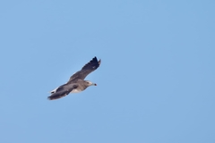 Ichthyaetus hemprichii