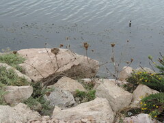 Daucus carota