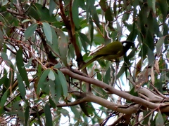Nesoptilotis leucotis