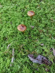 Panaeolus foenisecii