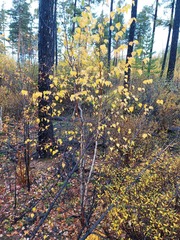 Betula platyphylla