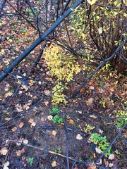 Rhododendron dauricum
