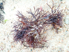 Furcellaria lumbricalis