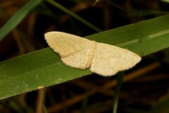 Idaea dolichopis