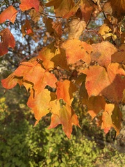 Acer pictum