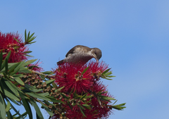 Ramsayornis modestus