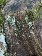 Flavoparmelia caperata