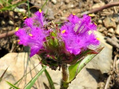 Cyanotis speciosa
