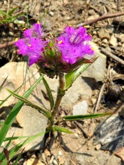 Cyanotis speciosa