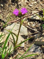 Cyanotis speciosa