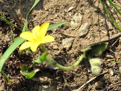 Hypoxis
