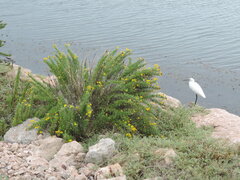Limbarda crithmoides longifolia