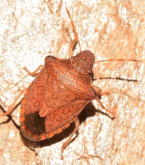 Peribalus strictus