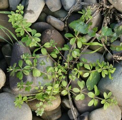 Galium aparine