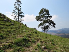 Cyanotis speciosa