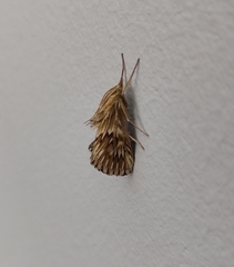 Cynaeda