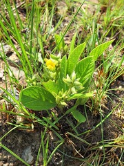 Eriosema ellipticifolium image
