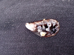 Mytilus edulis