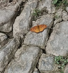Argynnis hyperbius