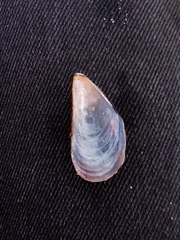 Mytilus edulis