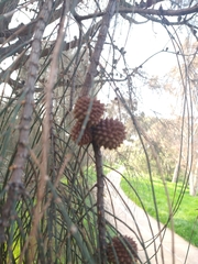 Allocasuarina verticillata