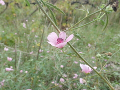 Althaea cannabina