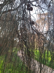 Allocasuarina verticillata