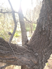 Allocasuarina verticillata