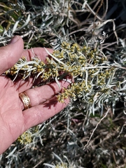 Artemisia cana