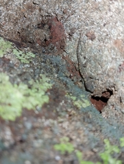 Cnemaspis gracilis