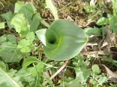 Himantoglossum hircinum