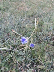 Cichorium
