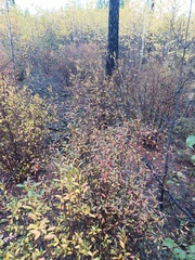 Rhododendron dauricum