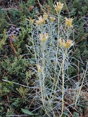 Ericameria nauseosa