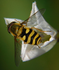 Syrphus ribesii