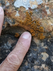Xanthorioideae