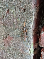 Cnemaspis gracilis