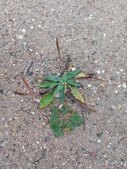 Plantago depressa