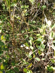 Symphoricarpos occidentalis