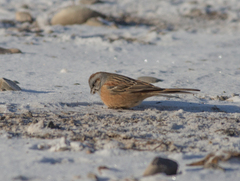 Emberiza godlewskii