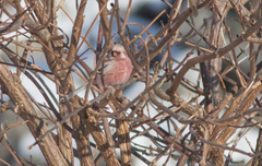 Carpodacus sibiricus