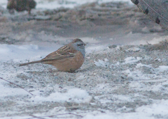 Emberiza godlewskii