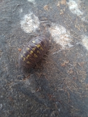 Armadillidium granulatum