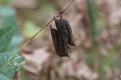 Vicia pisiformis