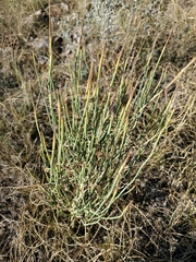 Lygodesmia juncea