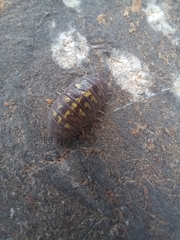 Armadillidium granulatum