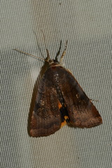 Noctua janthina